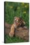 Bengal Tiger Cub Sleeping on Fallen Tree-DLILLC-Stretched Canvas