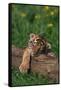 Bengal Tiger Cub Sleeping on Fallen Tree-DLILLC-Framed Stretched Canvas