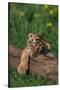 Bengal Tiger Cub Sleeping on Fallen Tree-DLILLC-Stretched Canvas