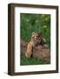 Bengal Tiger Cub Sleeping on Fallen Tree-DLILLC-Framed Photographic Print