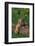 Bengal Tiger Cub Sleeping on Fallen Tree-DLILLC-Framed Photographic Print