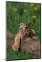 Bengal Tiger Cub Sleeping on Fallen Tree-DLILLC-Mounted Photographic Print