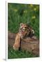 Bengal Tiger Cub Sleeping on Fallen Tree-DLILLC-Framed Photographic Print