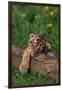 Bengal Tiger Cub Sleeping on Fallen Tree-DLILLC-Framed Photographic Print