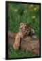 Bengal Tiger Cub Sleeping on Fallen Tree-DLILLC-Framed Photographic Print