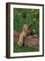 Bengal Tiger Cub Sleeping on Fallen Tree-DLILLC-Framed Photographic Print