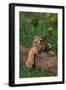 Bengal Tiger Cub Sleeping on Fallen Tree-DLILLC-Framed Photographic Print