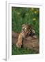 Bengal Tiger Cub Sleeping on Fallen Tree-DLILLC-Framed Photographic Print