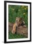 Bengal Tiger Cub Sleeping on Fallen Tree-DLILLC-Framed Photographic Print