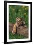 Bengal Tiger Cub Sleeping on Fallen Tree-DLILLC-Framed Photographic Print
