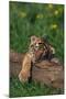 Bengal Tiger Cub Sleeping on Fallen Tree-DLILLC-Mounted Photographic Print