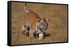 Bengal Tiger Cub Walking in Grass-DLILLC-Framed Stretched Canvas