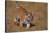 Bengal Tiger Cub Walking in Grass-DLILLC-Stretched Canvas