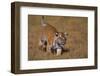 Bengal Tiger Cub Walking in Grass-DLILLC-Framed Photographic Print