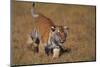 Bengal Tiger Cub Walking in Grass-DLILLC-Mounted Photographic Print