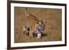 Bengal Tiger Cub Walking in Grass-DLILLC-Framed Photographic Print