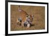 Bengal Tiger Cub Walking in Grass-DLILLC-Framed Photographic Print