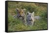Bengal Tiger Cubs in Grass-DLILLC-Framed Stretched Canvas