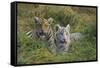 Bengal Tiger Cubs in Grass-DLILLC-Framed Stretched Canvas