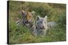 Bengal Tiger Cubs in Grass-DLILLC-Stretched Canvas