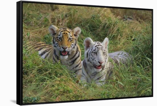 Bengal Tiger Cubs in Grass-DLILLC-Framed Stretched Canvas