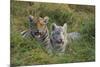 Bengal Tiger Cubs in Grass-DLILLC-Mounted Photographic Print