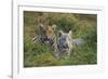 Bengal Tiger Cubs in Grass-DLILLC-Framed Photographic Print