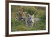 Bengal Tiger Cubs in Grass-DLILLC-Framed Photographic Print
