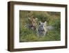 Bengal Tiger Cubs in Grass-DLILLC-Framed Photographic Print