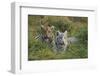 Bengal Tiger Cubs in Grass-DLILLC-Framed Photographic Print