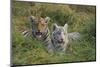 Bengal Tiger Cubs in Grass-DLILLC-Mounted Photographic Print