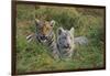 Bengal Tiger Cubs in Grass-DLILLC-Framed Photographic Print