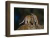 Bengal Tiger Cubs on Rocks-DLILLC-Framed Photographic Print