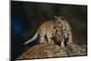 Bengal Tiger Cubs on Rocks-DLILLC-Mounted Photographic Print