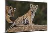 Bengal Tiger Cubs on Rocks-DLILLC-Mounted Photographic Print