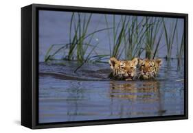 Bengal Tiger Cubs Swimming-DLILLC-Framed Stretched Canvas