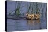 Bengal Tiger Cubs Swimming-DLILLC-Stretched Canvas