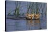 Bengal Tiger Cubs Swimming-DLILLC-Stretched Canvas