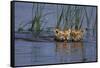 Bengal Tiger Cubs Swimming-DLILLC-Framed Stretched Canvas