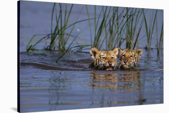 Bengal Tiger Cubs Swimming-DLILLC-Stretched Canvas