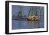 Bengal Tiger Cubs Swimming-DLILLC-Framed Photographic Print