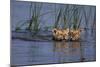 Bengal Tiger Cubs Swimming-DLILLC-Mounted Photographic Print