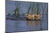 Bengal Tiger Cubs Swimming-DLILLC-Mounted Photographic Print