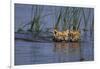 Bengal Tiger Cubs Swimming-DLILLC-Framed Photographic Print