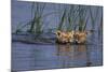 Bengal Tiger Cubs Swimming-DLILLC-Mounted Photographic Print
