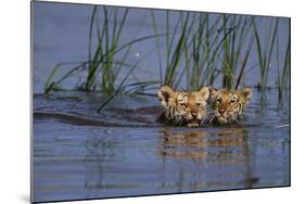 Bengal Tiger Cubs Swimming-DLILLC-Mounted Photographic Print