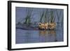 Bengal Tiger Cubs Swimming-DLILLC-Framed Photographic Print