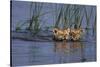 Bengal Tiger Cubs Swimming-DLILLC-Stretched Canvas