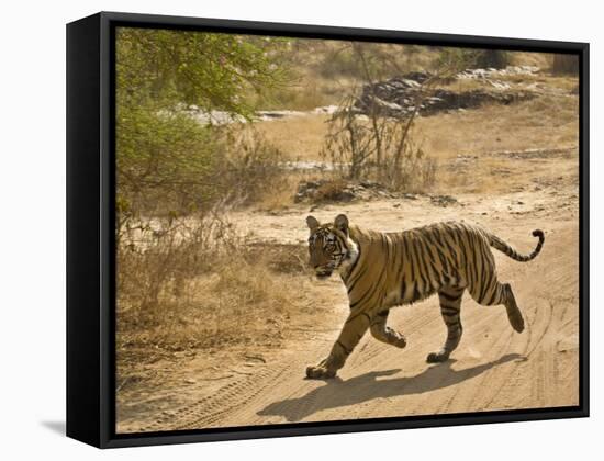 Bengal Tiger Hunting, Ranthambhore Np, Rajasthan, India-T.j. Rich-Framed Stretched Canvas