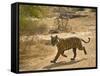 Bengal Tiger Hunting, Ranthambhore Np, Rajasthan, India-T.j. Rich-Framed Stretched Canvas